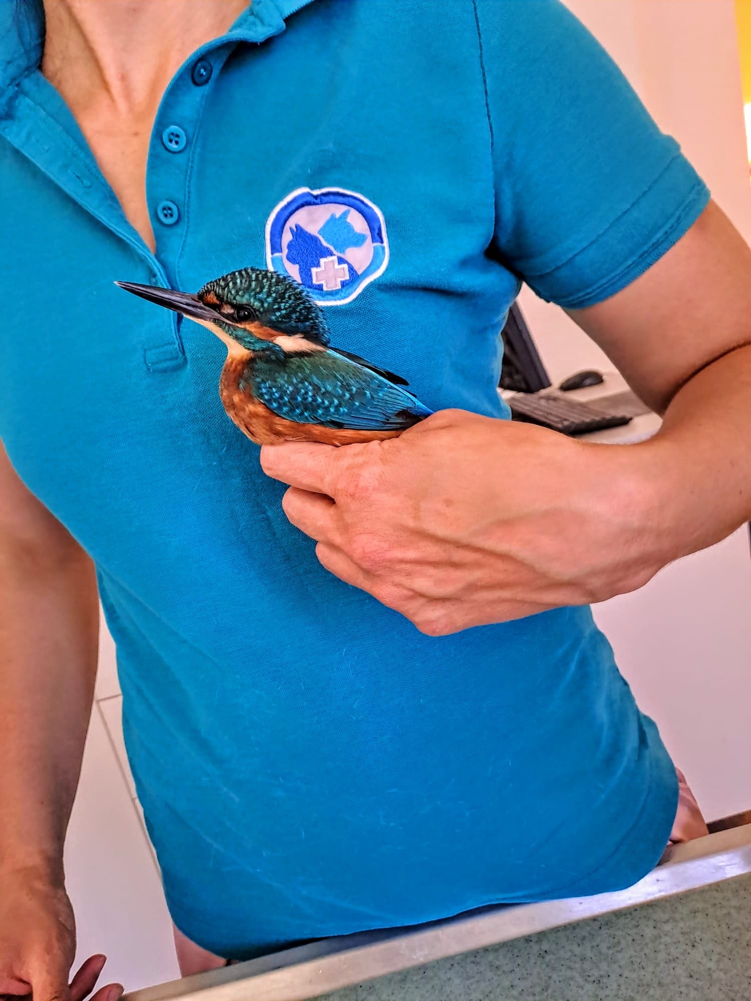 Eisvogel