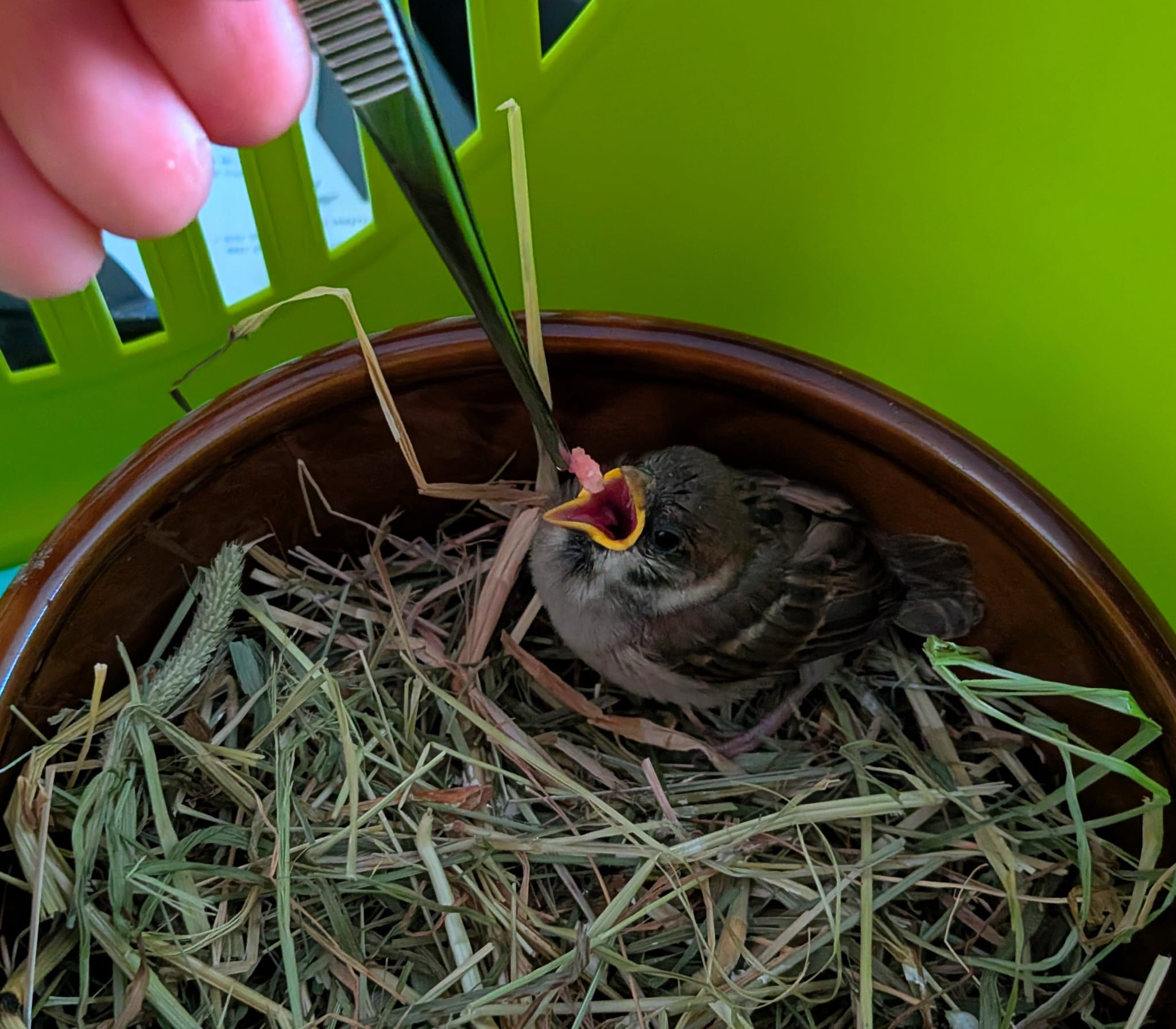 Kleine hungrige Spatz