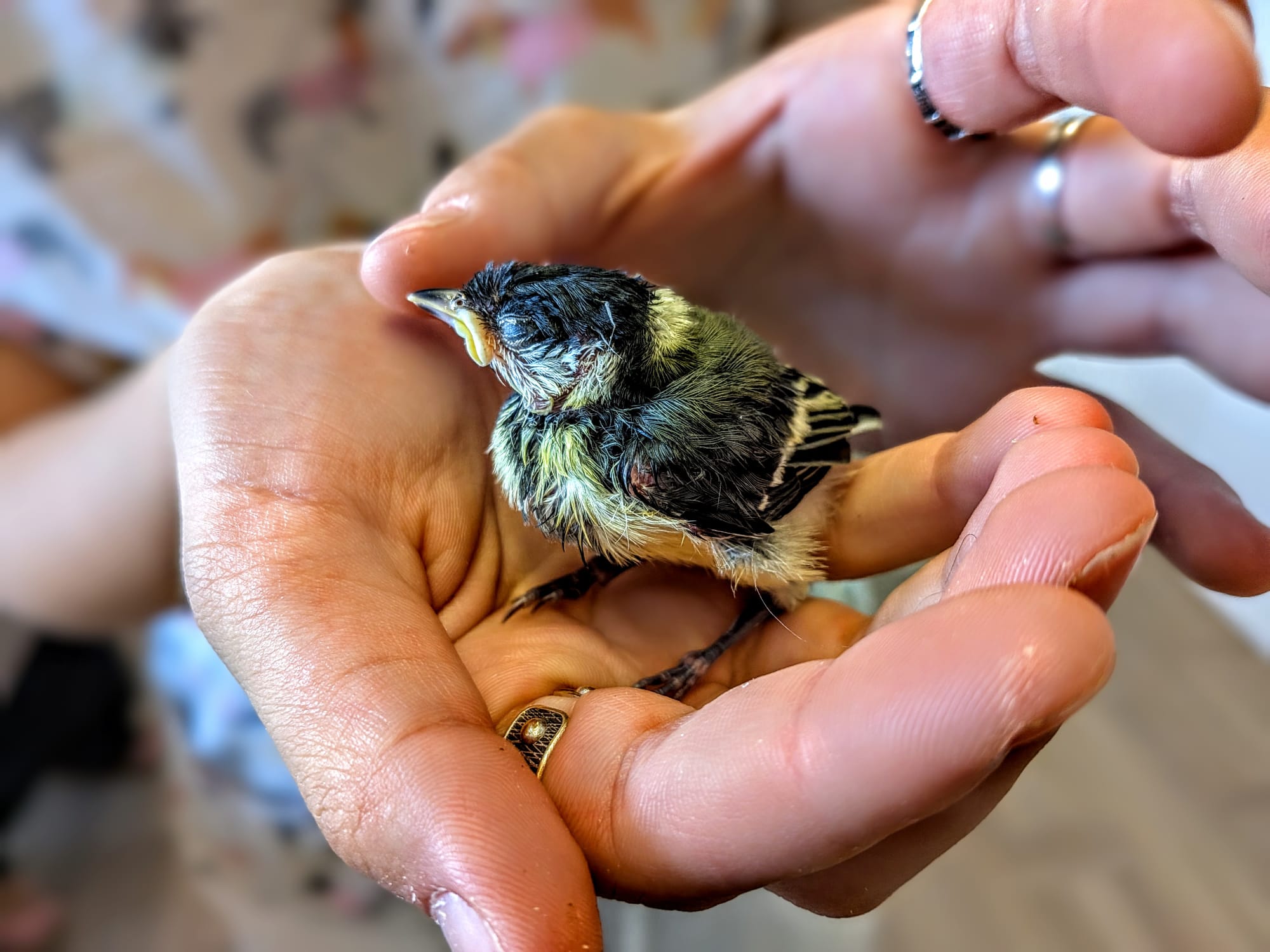 Kleine Vogel